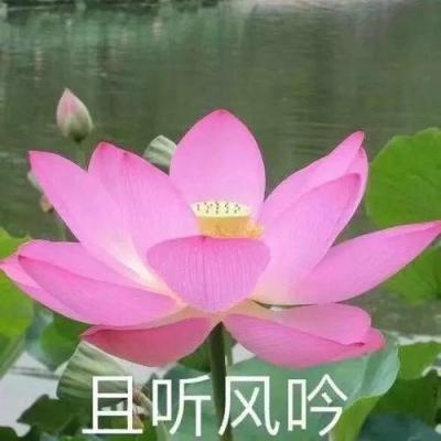 神龙猎手h5最新版下载